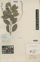 Type? of Hyperbaena nemoralis Miers [family MENISPERMACEAE]