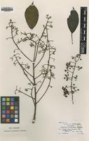 Type of Schefflera archboldiana Philipson [family ARALIACEAE]