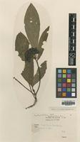 Type of Pavetta pusilliflora Bremek. [family RUBIACEAE]