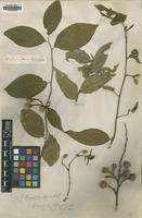 Type? of Grewia rhamnifolia Roth [family TILIACEAE]