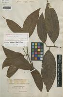 Holotype of Laurus globosa Aubl. [family LAURACEAE]