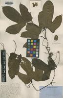 Type of Physedra heterophylla A.Chev. [family CUCURBITACEAE]