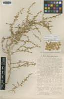 Type of Salsola iliensis Lipsky [family CHENOPODIACEAE]