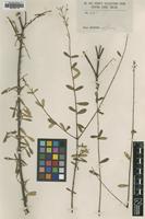 Type of Wikstroemia micrantha Hemsl. [family THYMELAEACEAE]