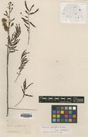 Type? of Mimosa spiciflora H.Karst. [family LEGUMINOSAE]
