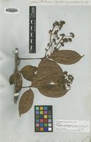 Isotype of Thyrsanthus schomburgkii Benth. [family APOCYNACEAE]