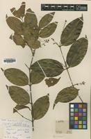 Type of Strychnos pedunculata (A.DC.) Benth. [family LOGANIACEAE]