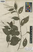 Type? of Gouania striata A.Rich. [family RHAMNACEAE]