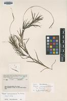Isotype of Blyxa novoguineensis Hartog [family HYDROCHARITACEAE]