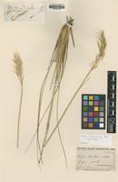 Isotype of Stipa chitralensis Bor [family POACEAE]