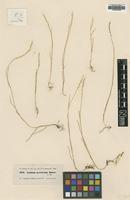 Type of Lolium persicum Boiss. [family POACEAE]