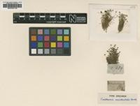 Type of Trithuria occidentalis Benth. [family HYDATELLACEAE]