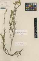 Type of Chamissoa blanchetii Moq. [family AMARANTHACEAE]