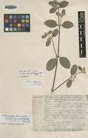 Type of Achyranthes halimifolia Lam. [family AMARANTHACEAE]