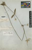 Isotype of Telanthera minutiflora Seub. [family AMARANTHACEAE]
