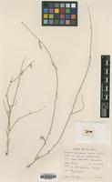 Type of Zeugandra iranica P.H.Davis [family CAMPANULACEAE]