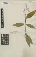 Type of Rondeletia paniculata Roxb. [family RUBIACEAE]