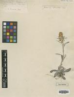 Type of Gnaphalium americanum Mill. [family ASTERACEAE]