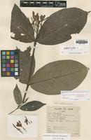 Type of Holarrhena antidysenterica Kerr var. macrantha [family APOCYNACEAE]