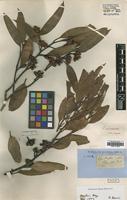 Type of Eucalyptus rugosa Blakely [family MYRTACEAE]