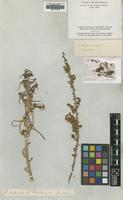 Type of Salsola australis R.Br. [family CHENOPODIACEAE]