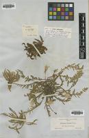 Type of Oenothera nuttallii Torr. & A.Gray [family ONAGRACEAE]