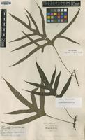 Type of Drynaria vulgaris J.Sm. [family POLYPODIACEAE]