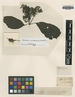 Type of Coffea sambucina G.Forst. [family RUBIACEAE]