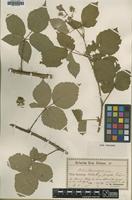 Type of Rubus saxonicus H.L.Hofm. [family ROSACEAE]