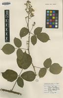 Holotype of Rubus venetorum D.E.Allen [family ROSACEAE]