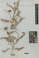 Type of Phaca nuttallii Torr. & A.Gray [family LEGUMINOSAE]