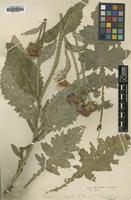 Type of Carduus agrestis A.Kern. [family ASTERACEAE]