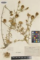 Type of Centaurea todari Lacaita var. seguenzae [family ASTERACEAE]