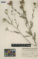 Type of Centaurea stenolepis A.Kern. ssp. stenolepis [family ASTERACEAE]