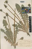 Type of Taraxacum alatum Lindb. [family ASTERACEAE]