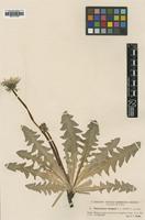 Type of Taraxacum insigne Ekman [family ASTERACEAE]