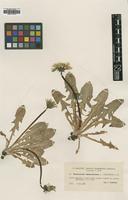 Type of Taraxacum laetecolorans Lindstrom [family ASTERACEAE]