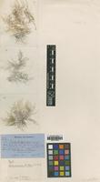 Type of Batrachospermum huillense Welw., West & G.S.West [family BATRACHOSPERMACEAE]