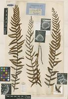 Type? of Pteris falcata R.Br. [family PTERIDACEAE]