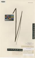 Type of Vittaria zosterifolia Willd. [family PTERIDACEAE]
