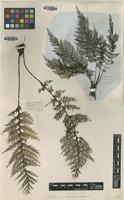 Type? of Trichomanes apiifolium C.Presl [family HYMENOPHYLLACEAE]