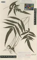 Isotype of Abacopteris insularis K.Iwats. [family THELYPTERIDACEAE]