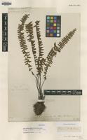 Holotype of Asplenium normale D.Don [family ASPLENIACEAE]