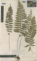 Syntype of Asplenium excisum C.Presl [family ASPLENIACEAE]
