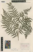 Isotype of Diplazium amamianum Tagawa [family WOODSIACEAE]