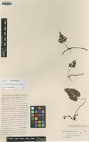 Type of Humata trifoliata Cav. [family DAVALLIACEAE]