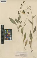 Type of Hieracium dovrense Dahlst. ssp. percnophyllum [family ASTERACEAE]