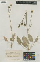 Type of Hieracium nigrescens Willd. [family ASTERACEAE]