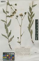 Type of Hieracium crocatum Lindeb. var. reticulatum [family ASTERACEAE]