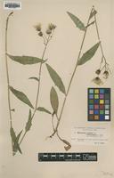 Type of Hieracium rigidum Dahlst. ssp. trichocaulon [family ASTERACEAE]